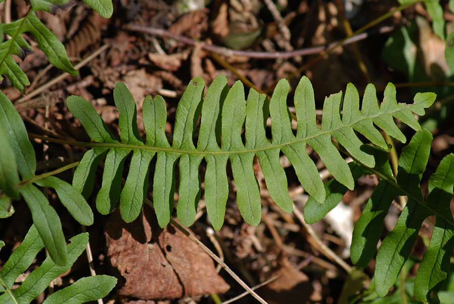 Polypodium cfr. cambricum